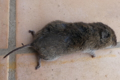 Microtus canicaudus
