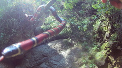 Lampropeltis ruthveni