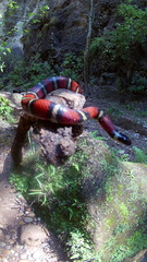 Lampropeltis ruthveni