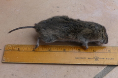 Microtus canicaudus