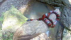 Lampropeltis ruthveni
