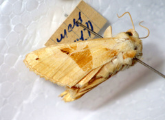 Phlogophora scita