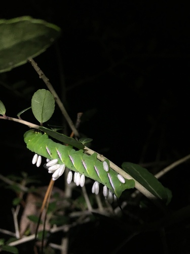 Pawpaw Sphinx photo 4