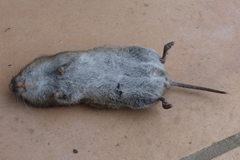 Microtus canicaudus