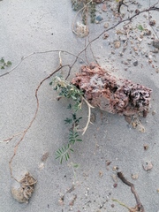 Tribulus cistoides