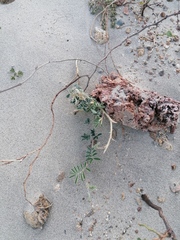Tribulus cistoides