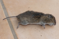 Microtus canicaudus