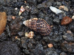 Clypeomorus batillariaeformis