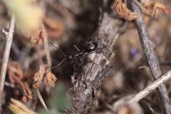 Myrmecocystus