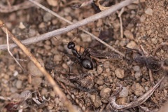 Myrmecocystus