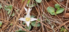 Pseudotrillium rivale
