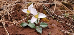 Pseudotrillium rivale