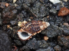 Clypeomorus batillariaeformis