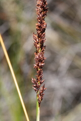 Machaerina teretifolia