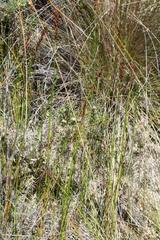 Machaerina teretifolia