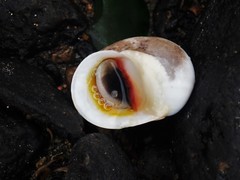 Nerita erythrostoma