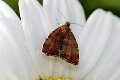 Choreutis pariana