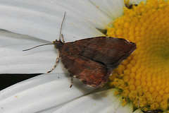 Choreutis pariana