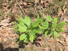 Baptisia nuttalliana