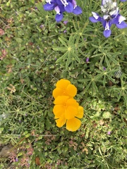 Eschscholzia lobbii