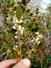 Lyonia squamulosa