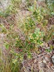 Lyonia squamulosa
