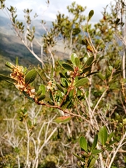 Lyonia squamulosa