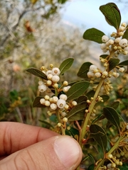 Lyonia squamulosa