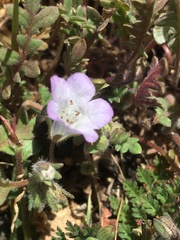 Phacelia douglasii
