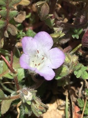 Phacelia douglasii