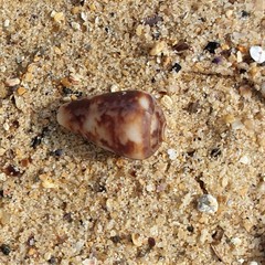 Conus papilliferus