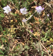 Phacelia douglasii