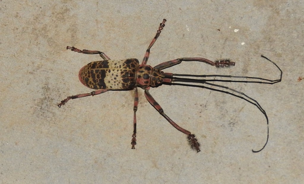Ceroplesis adusta