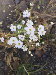 Gypsophila elegans