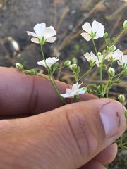 Gypsophila elegans