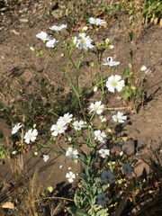 Gypsophila elegans