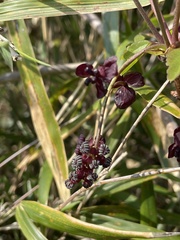 Akebia trifoliata
