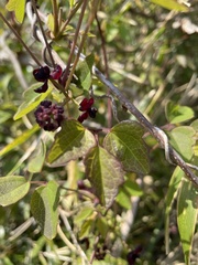 Akebia trifoliata