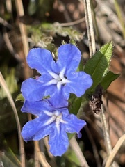 Aegonychon zollingeri