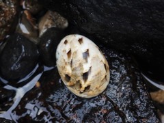 Nerita erythrostoma