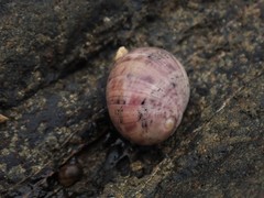 Nerita erythrostoma