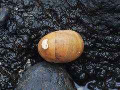 Nerita erythrostoma