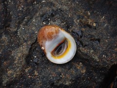 Nerita erythrostoma