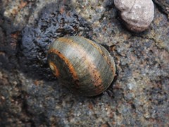 Nerita erythrostoma