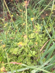 Ranunculus parviflorus