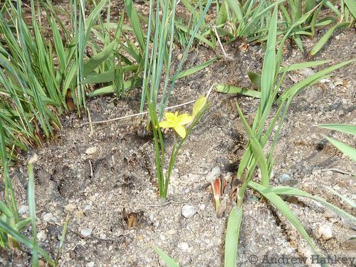 Grass star-flower (Hypoxis filiformis)
