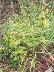 Ranunculus parviflorus