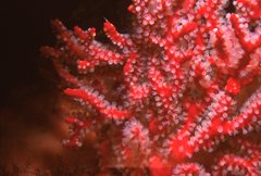 Melithaea