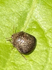 Megacopta punctatissima