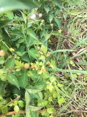Ranunculus parviflorus
